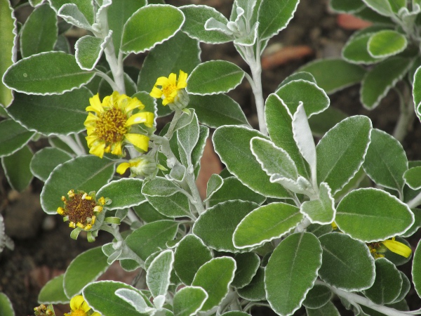 Monro’s ragwort / Brachyglottis monroi: _Brachyglottis monroi_ is native to the north-eastern part of New Zealand’s South Island; the finely crenate leaf-margins distinguish it from the much more widespread hybrid _Brachyglottis_ × _jubar_.