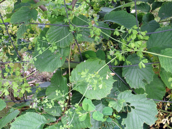 tall ramping fumitory / Fumaria bastardii