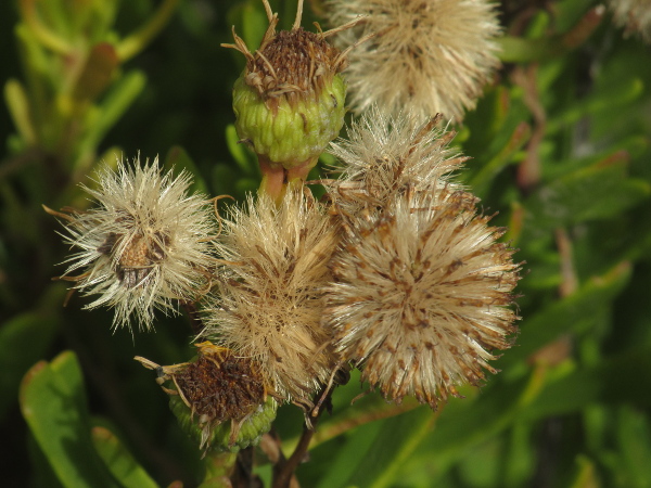 golden samphire / Limbarda crithmoides: The seeds of _Limbarda crithmoides_ have a pappus of a single row of hairs.