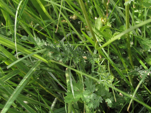 dropwort / Filipendula vulgaris: The flowers of _Filipendula vulgaris_ have 6 petals, whereas those of the commoner _Filipendula ulmaria_ have 5; _F. vulgaris_ also has more numerous and smaller leaflets.