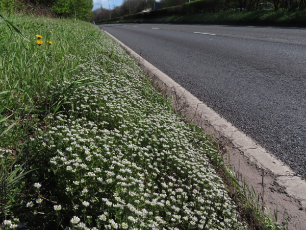 Danish scurvy-grass / Cochlearia danica: As well as its native, coastal habitat, _Cochlearia danica_ is also common inland along roads that are treated with salt in winter.