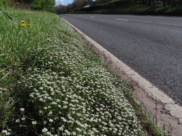 Danish scurvy-grass / Cochlearia danica