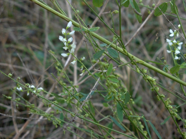 white melilot / Melilotus albus: _Melilotus albus_ grows in disturbed ground, especially in central and southern England.