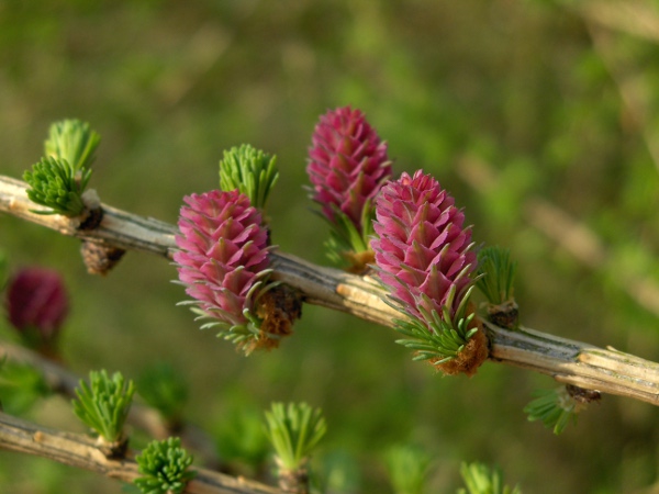 European larch / Larix decidua: The young cones are bright pink.