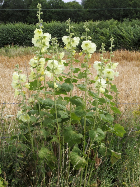 hollyhock / Alcea rosea: Yellow is one of the many flower colours seen in _Alcea rosea_.