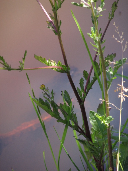marsh ragwort / Jacobaea aquatica: The stem-leaves of _Jacobaea aquatica_ have few side-lobes and a larger end-lobe; the similar _Jacobaea vulgaris_ has more side-lobes and a similarly-sized end-lobe.