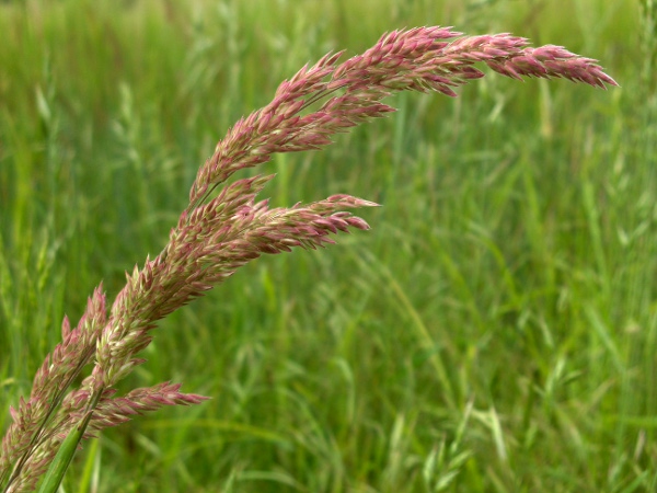 Yorkshire fog / Holcus lanatus: Inflorescence