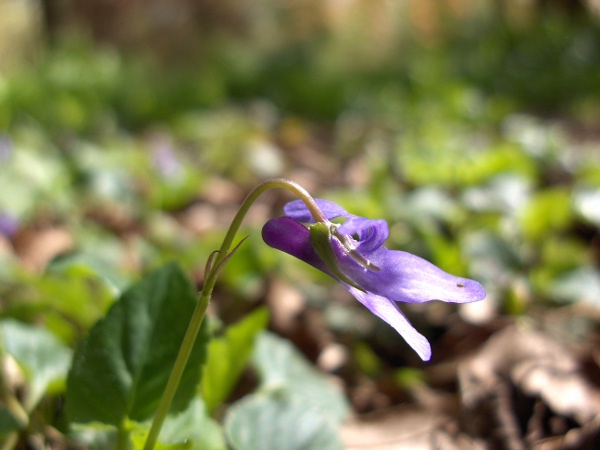 early dog-violet / Viola reichenbachiana: _Viola reichenbachiana_ has flowers with a darker spur than the rest of the petals, unlike _Viola riviniana_.
