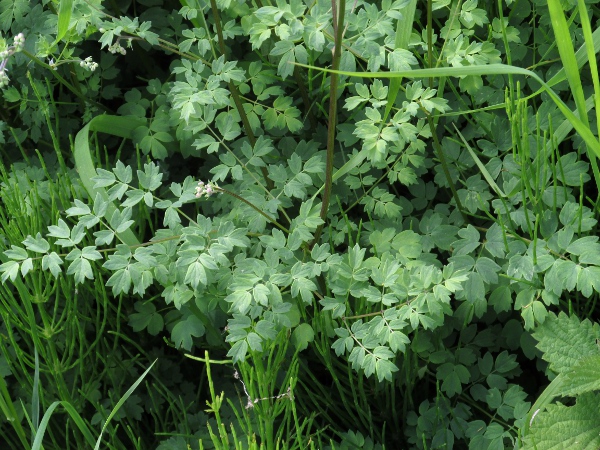 lesser meadow-rue / Thalictrum minus