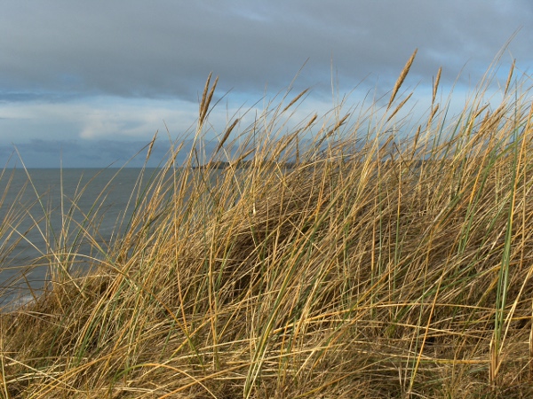 marram / Ammophila arenaria: Habitus