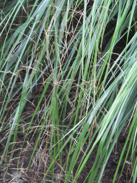 pheasant’s-tail / Anemanthele lessoniana: The inflorescence of _Anemanthele lessoniana_ is a loose panicle; each spikelet has 1 flower, with 1 stamen.