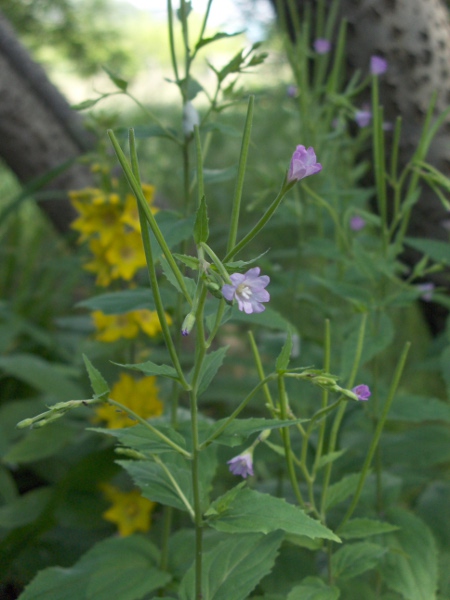 broad-leaved willowherb / Epilobium montanum