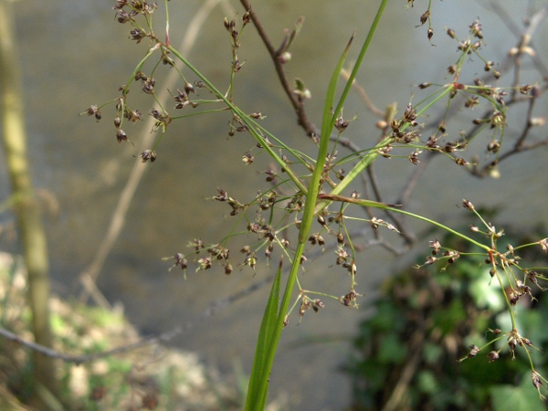 great wood-rush / Luzula sylvatica: The inflorescences of _Luzula sylvatica_ consist of groups of 3–5 flowers on long, widely spreading branches.