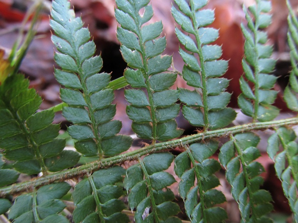 soft shield-fern / Polystichum setiferum: The pinnules closest to the rachis are shortly stalked with a 90-degree angle at the base of each in _Polystichum setiferum_; in _Polystichum aculeatum_, they are often sessile and more narrowly angled.