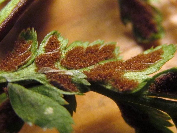 black spleenwort / Asplenium adiantum-nigrum