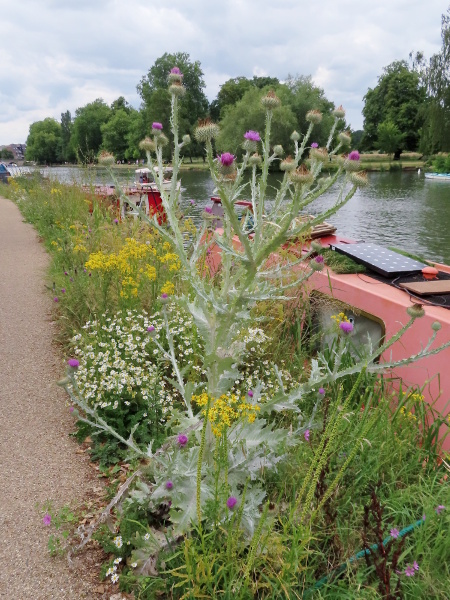 cotton thistle / Onopordum acanthium: _Onopordum acanthium_ is a tall, grey-hairy thistle widely naturalised, especially in southern and eastern England.