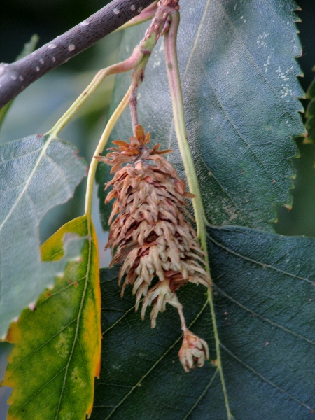 paper-bark birch / Betula papyrifera: Partly disseminated female catkin, showing the 3-lobed bract subtending each seed.