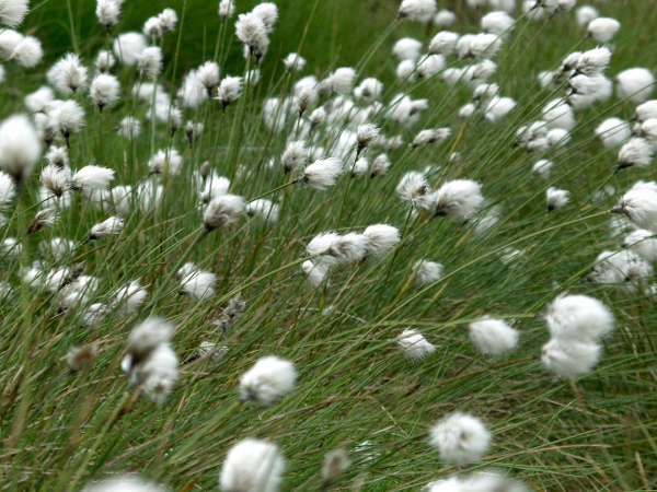 hare’s-tail cottongrass / Eriophorum vaginatum: _Eriophorum vaginatum_ grows in moorland across the British Isles; it produces a single spikelet per stem.