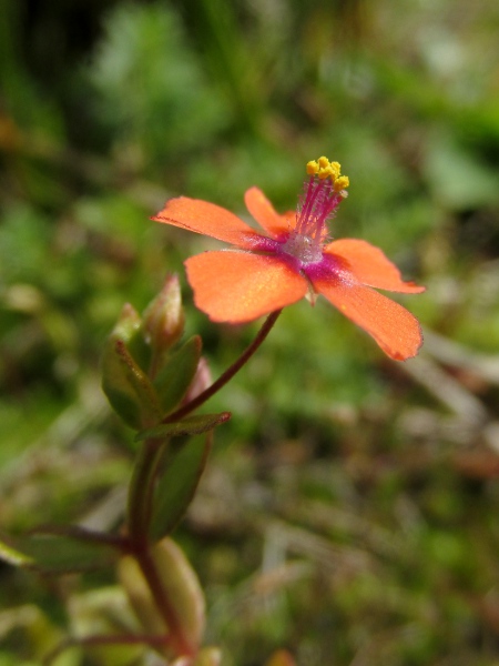 scarlet pimpernel / Lysimachia arvensis: The flowers of _Lysimachia arvensis_ have 5 sepals, petals and stamens around a single carpel.
