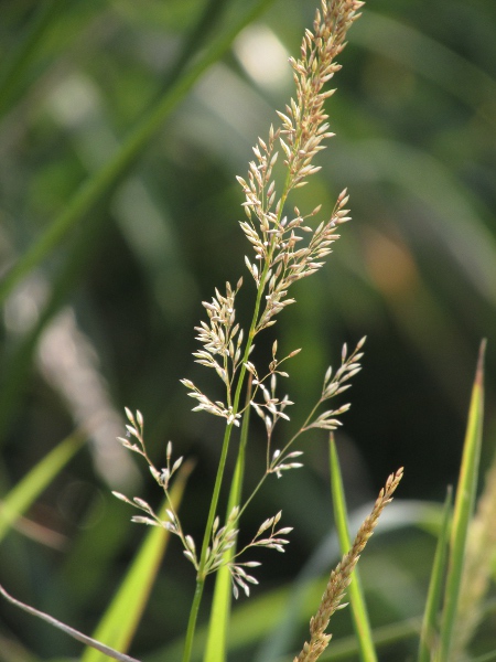 black bent / Agrostis gigantea: Inflorescence