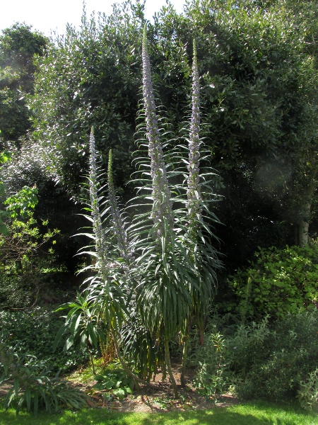 giant viper’s-bugloss / Echium pininana: _Echium pininana_ can grow up to 3.5 m (12 ft) tall.