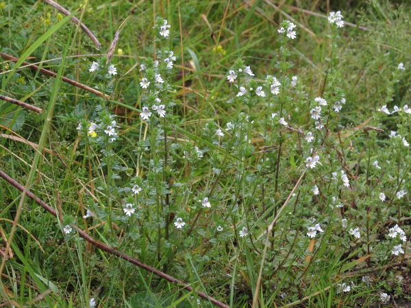 confused eyebright / Euphrasia confusa