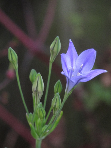 triplet lily / Triteleia laxa: _Triteleia laxa_ is a garden plant native to California; it is a rare escape in Great Britain.