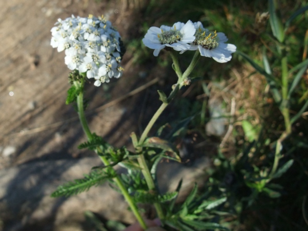 yarrow / Achillea millefolium: The inflorescences of _Achillea ptarmica_ (right) are noticeably larger, with fewer flowers, than those of _Achillea millefolium_ (left).