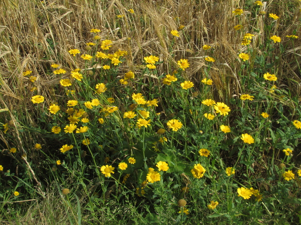 corn marigold / Glebionis segetum: _Glebionis segetum_ is mostly encountered as a weed of cornfields, but also grows in waste ground.