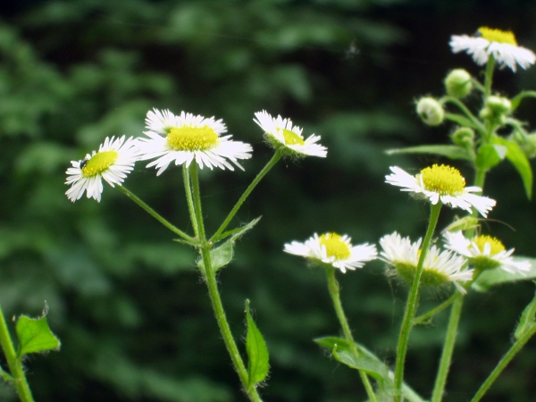tall fleabane / Erigeron annuus: _Erigeron annuus_ is a North American species that is widely naturalised in Europe, but rare in the British Isles.