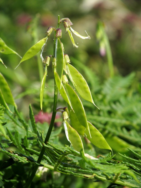 wood vetch / Ervilia sylvatica