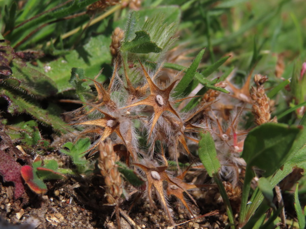 starry clover / Trifolium stellatum: The flowers of _Trifolium stellatum_ are much less remarkable than the bright red (drying to brown) fruiting heads, with the sepals spreading to form conspicuous star shapes.