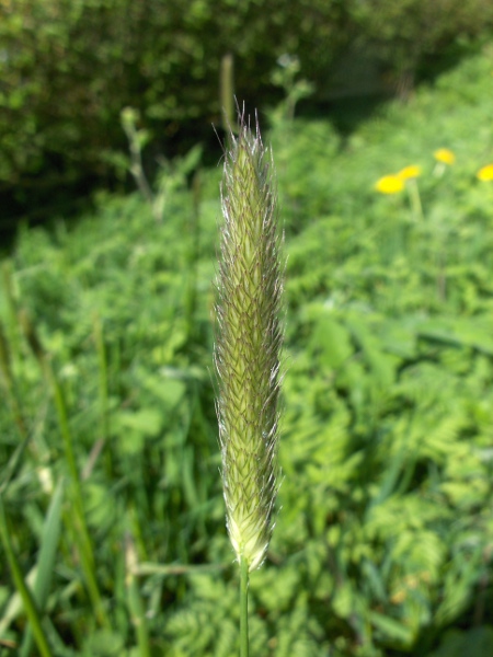 meadow foxtail / Alopecurus pratensis: Inflorescence