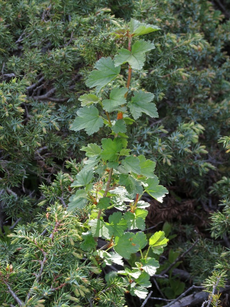 mountain currant / Ribes alpinum