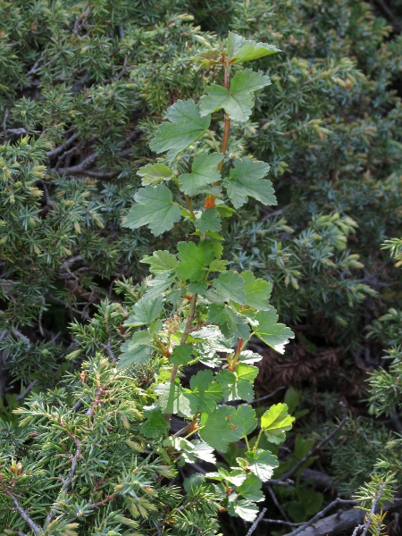 mountain currant / Ribes alpinum: _Ribes alpinum_ is native to the limestone hills of northern England.