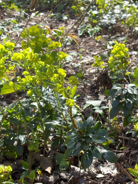 wood spurge / Euphorbia amygdaloides