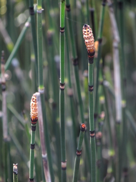 rough horsetail / Equisetum hyemale: _Equisetum hyemale_ has 2 black bands on each leaf sheath.