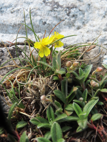 hoary rock-rose / Helianthemum oelandicum: _Helianthemum oelandicum_ differs from our other _Helianthemum_ species by its lack of stipules.