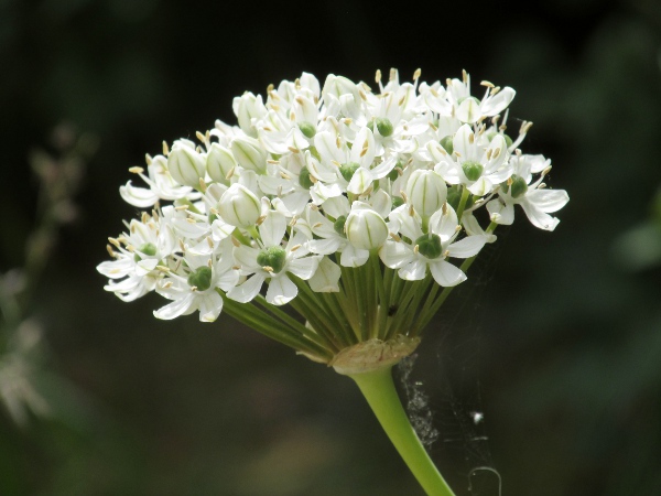 broad-headed leek / Allium nigrum: The flowers of _Allium nigrum_ are white, with a thin green line along each tepal.
