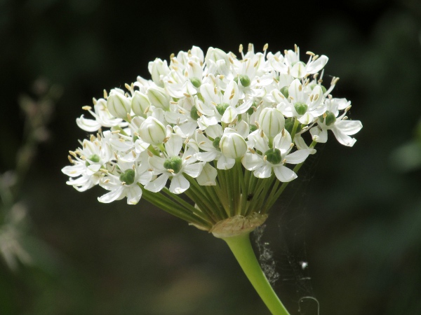 broad-headed leek / Allium nigrum