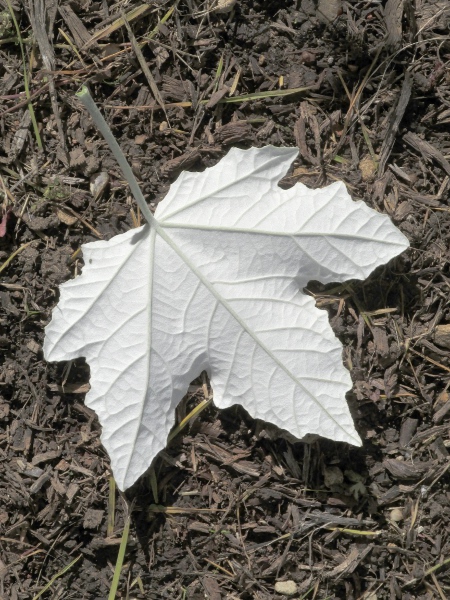 white poplar / Populus alba