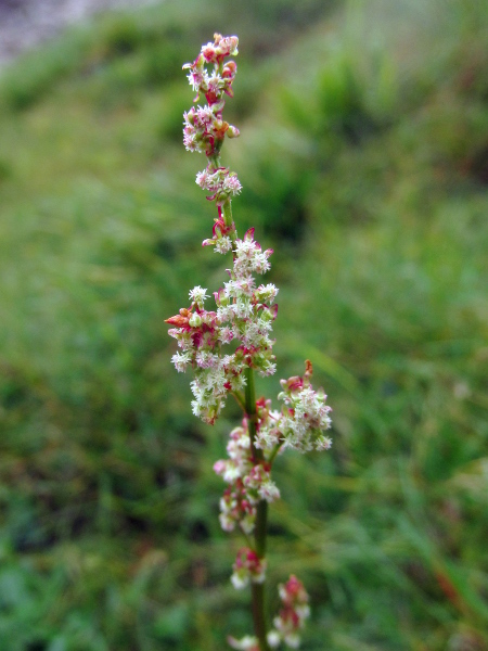 common sorrel / Rumex acetosa: _Rumex acetosa_ is dioecious; female plants have flowers with 3 deeply divided styles each.