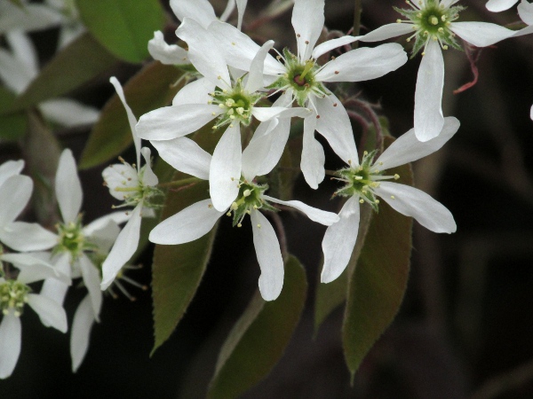 juneberry / Amelanchier lamarckii: _Amelanchier lamarckii_ is an occasional escape from gardens and parks.