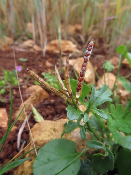 winter cress / Barbarea vulgaris: The elongated fruits of _Barbarea vulgaris_ contain a single row of seeds under each valve (seen here with one valve removed).