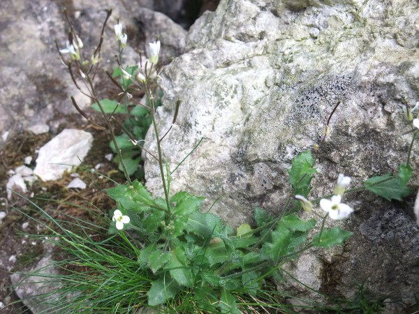 Alpine rock-cress / Arabis alpina: _Arabis alpina_ has clasping stem-leaves and almost sessile basal leaves, and can form extensive mats with its stolons.