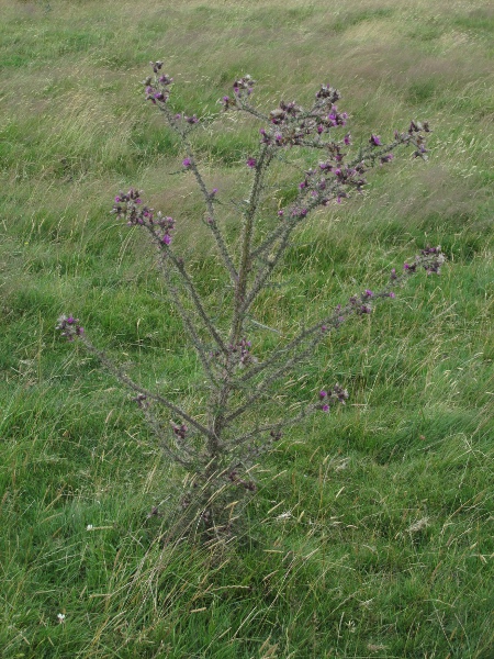 marsh thistle / Cirsium palustre