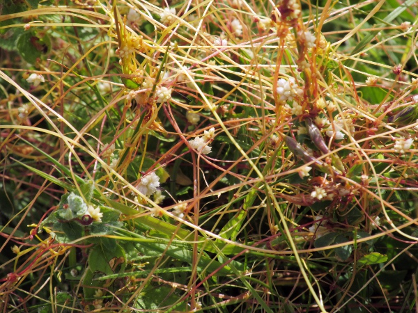 dodder / Cuscuta epithymum: _Cuscuta epithymum_ grows on dry grassland, unlike _Cuscuta europaea_, which prefers riverside locations.