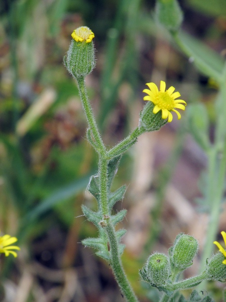 sticky groundsel / Senecio viscosus