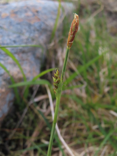 sheathed sedge / Carex vaginata: _Carex vaginata_ is a high-elevation sedge, found in the Scottish Highlands, Southern Uplands, North Pennines and Yorkshire Dales.