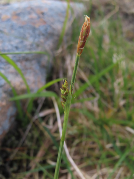 sheathed sedge / Carex vaginata